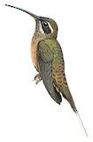 Dusky-throated Hermit Illustration