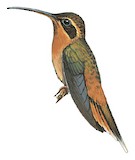 Cinnamon-throated Hermit Illustration