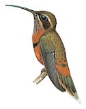 Grey-chinned Hermit Illustration