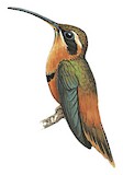 Reddish Hermit Illustration