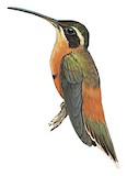 White-browed Hermit Illustration