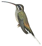 Sooty-capped Hermit Illustration