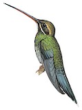 White-whiskered Hermit Illustration