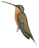 Needle-billed Hermit Illustration