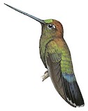 Green-fronted Lancebill Illustration