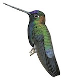 Blue-fronted Lancebill Illustration