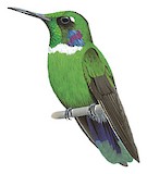 White-throated Daggerbill Illustration