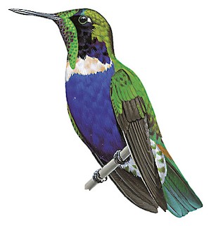 Colibri azuré - eBird