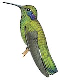 White-vented Violetear Illustration