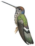 Tooth-billed Hummingbird Illustration