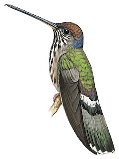 Colibri azuré - eBird