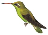 White-tailed Goldenthroat Illustration