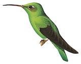 Green-tailed Goldenthroat Illustration