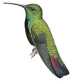 Green-throated Mango Illustration