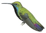 Black-throated Mango Illustration