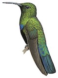 Green-throated Carib Illustration