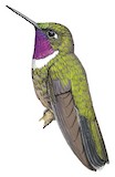 Amethyst-throated Sunangel Illustration