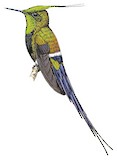 Wire-crested Thorntail Illustration