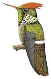 Frilled Coquette Illustration