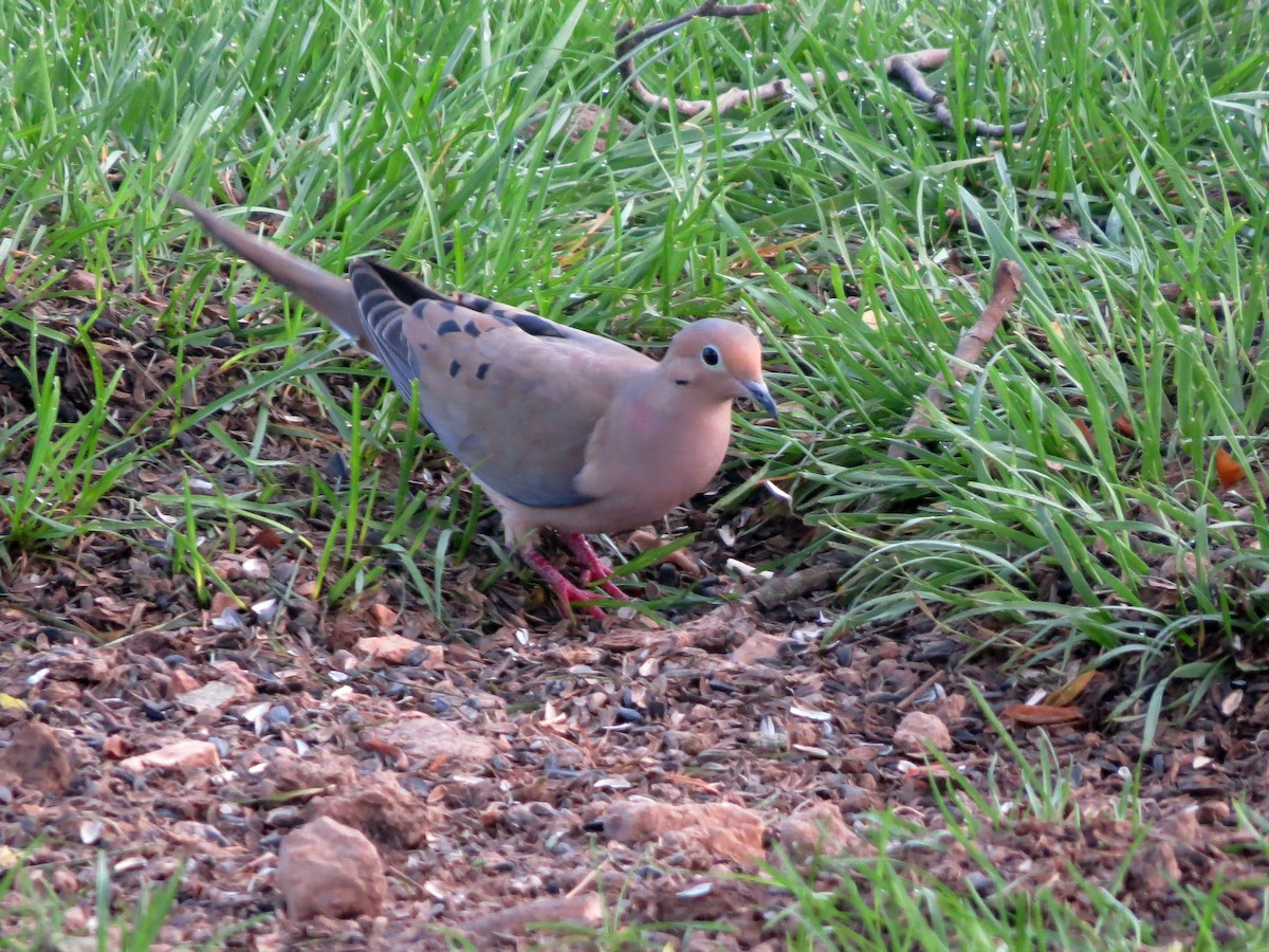 Mourning Dove - Michael S Taylor