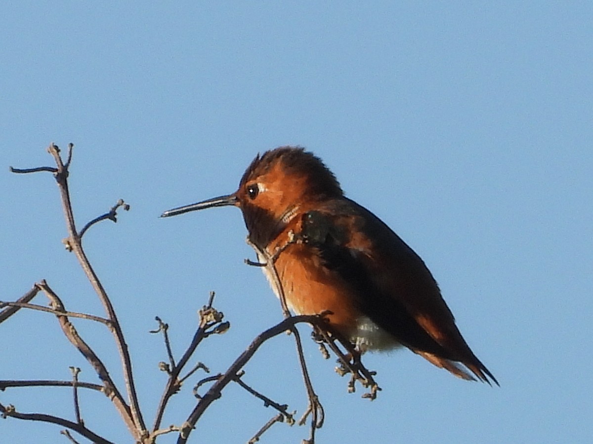 Allen's Hummingbird - Srikant Char