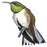 Green-headed Hillstar Illustration