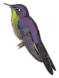 Purple-backed Thornbill Illustration