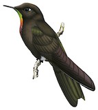 Olivaceous Thornbill Illustration