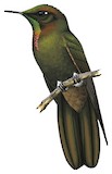 Bronze-tailed Thornbill Illustration