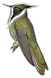 Green-bearded Helmetcrest Illustration