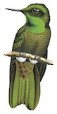 Scaled Metaltail Illustration