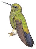 Buff-thighed Puffleg Illustration