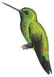 Black-thighed Puffleg Illustration