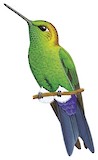 Sapphire-vented Puffleg Illustration