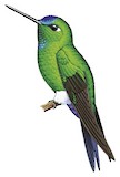 Blue-capped Puffleg Illustration