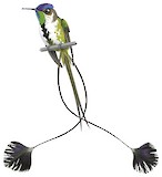 Marvelous Spatuletail Illustration