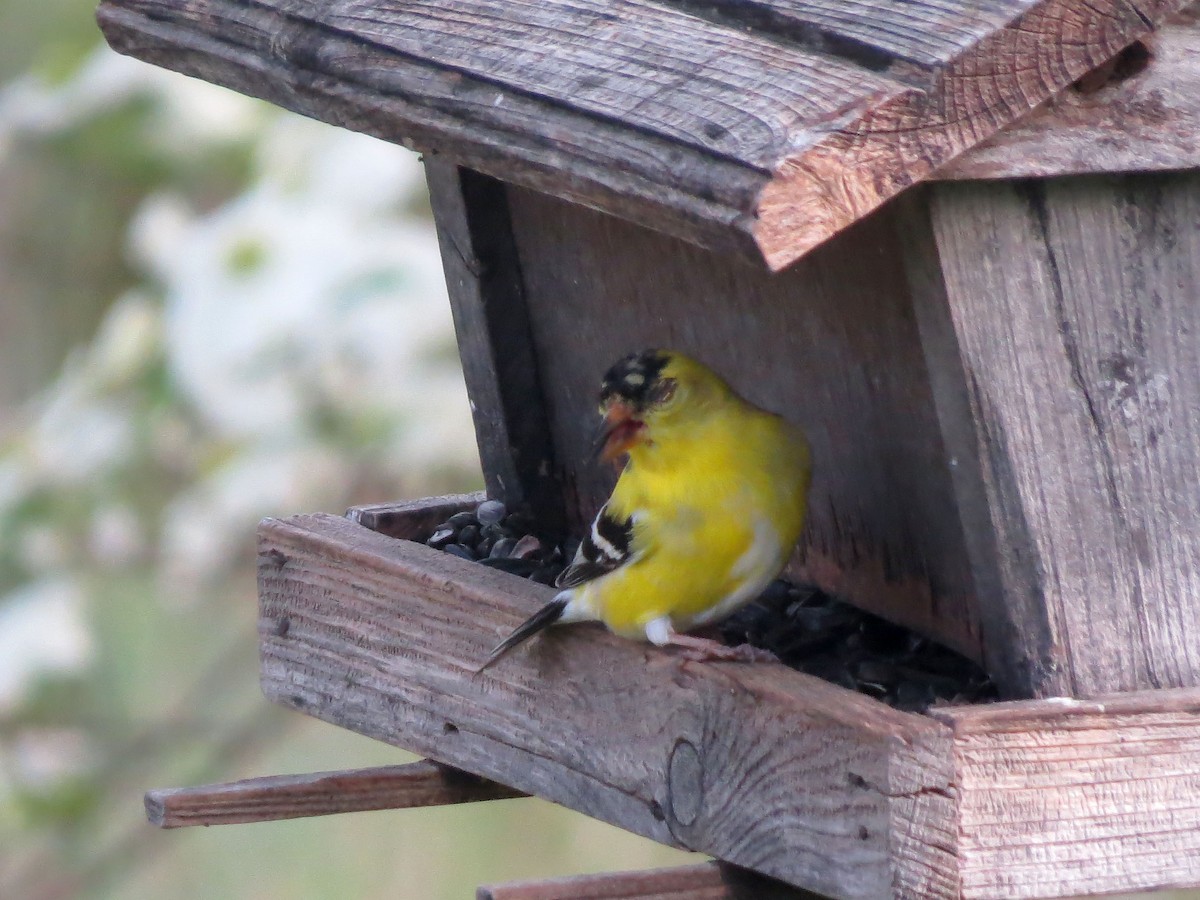 American Goldfinch - Michael S Taylor