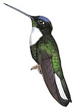 Collared Inca Illustration