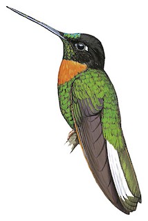 Gould's Inca - Coeligena inca - Birds of the World