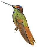 Rainbow Starfrontlet Illustration