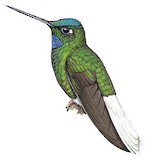 White-tailed Starfrontlet Illustration