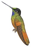 Golden-tailed Starfrontlet Illustration