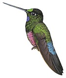 Blue-throated Starfrontlet Illustration