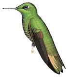 Buff-tailed Coronet Illustration