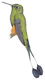 Peruvian Racket-tail Illustration