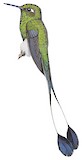 White-booted Racket-tail Illustration