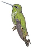 Rufous-vented Whitetip Illustration