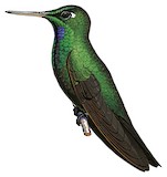 Velvet-browed Brilliant Illustration