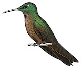 Fawn-breasted Brilliant Illustration