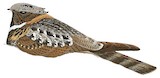 Great Eared Nightjar Illustration